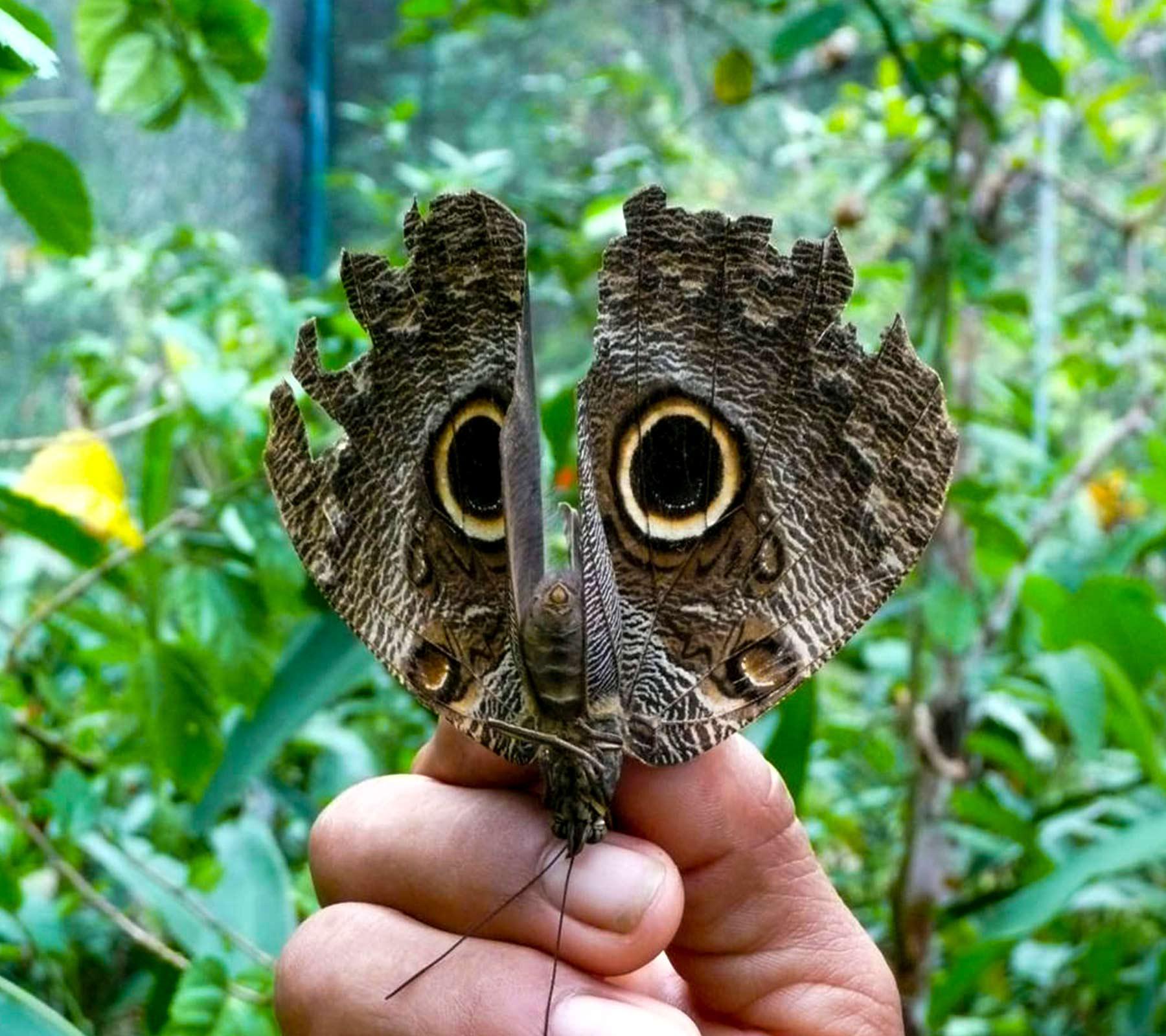  Pilpintuwasi: Wildlife and Butterfly Rescue Center