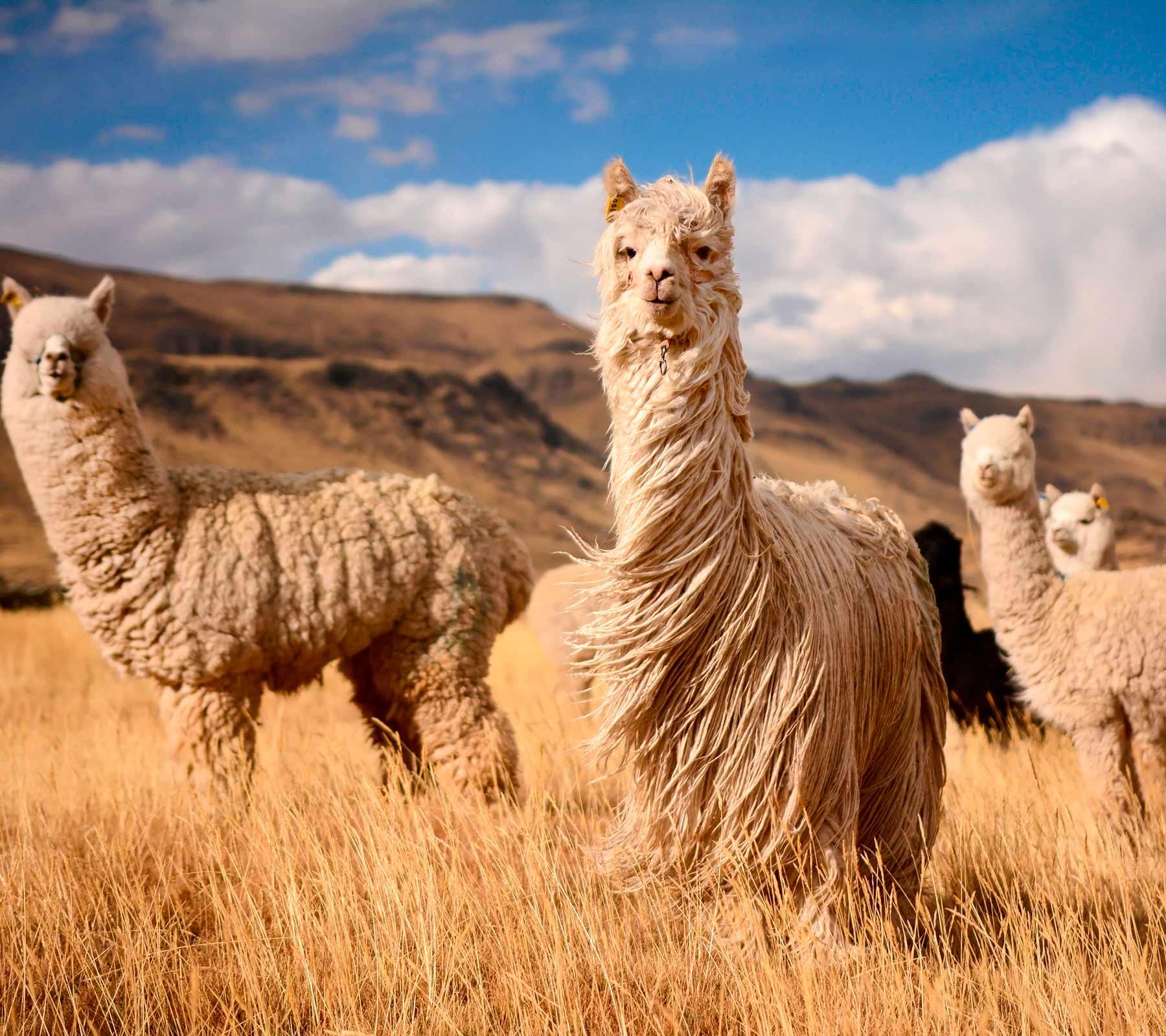 Alpaca World: Where the finest fibers in the world are born