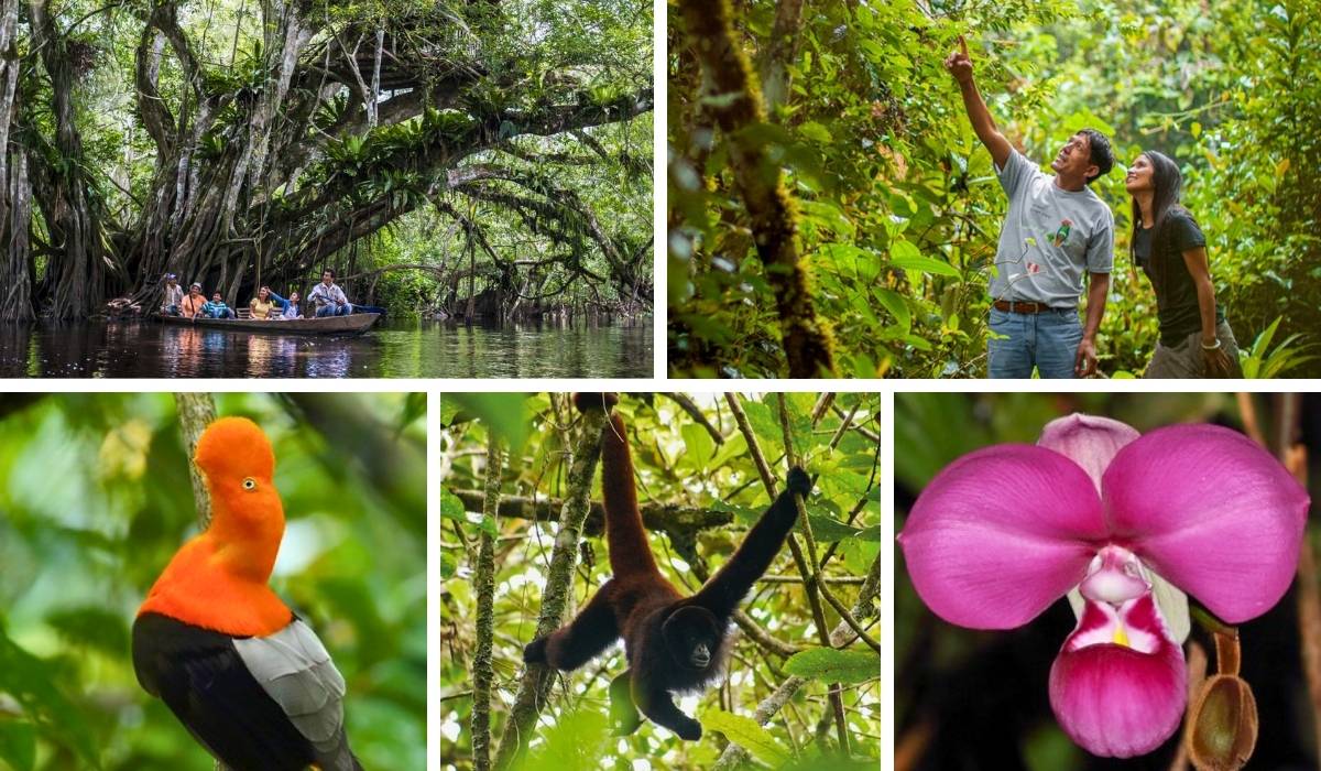 Alto Mayo Protection Forest