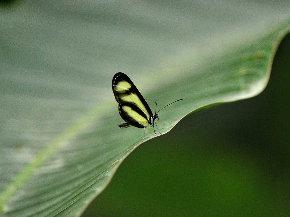 Amazon Basin Peru