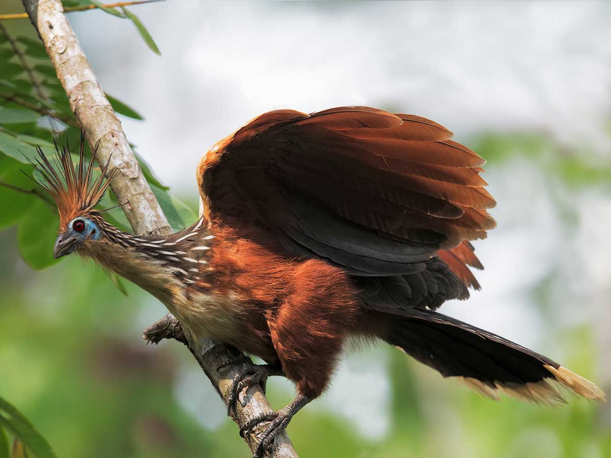 Amazon Rainforest | Jungle Peru Tours 