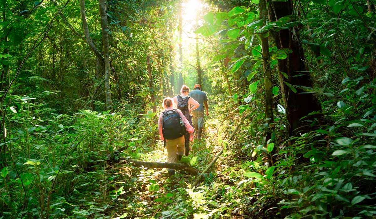 Amazon Rainforest and Machu Picchu