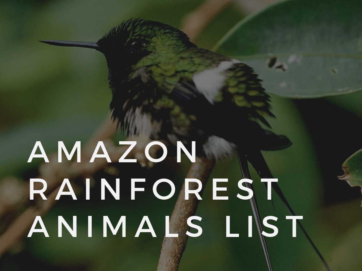 Amazon Rainforest Animals List
