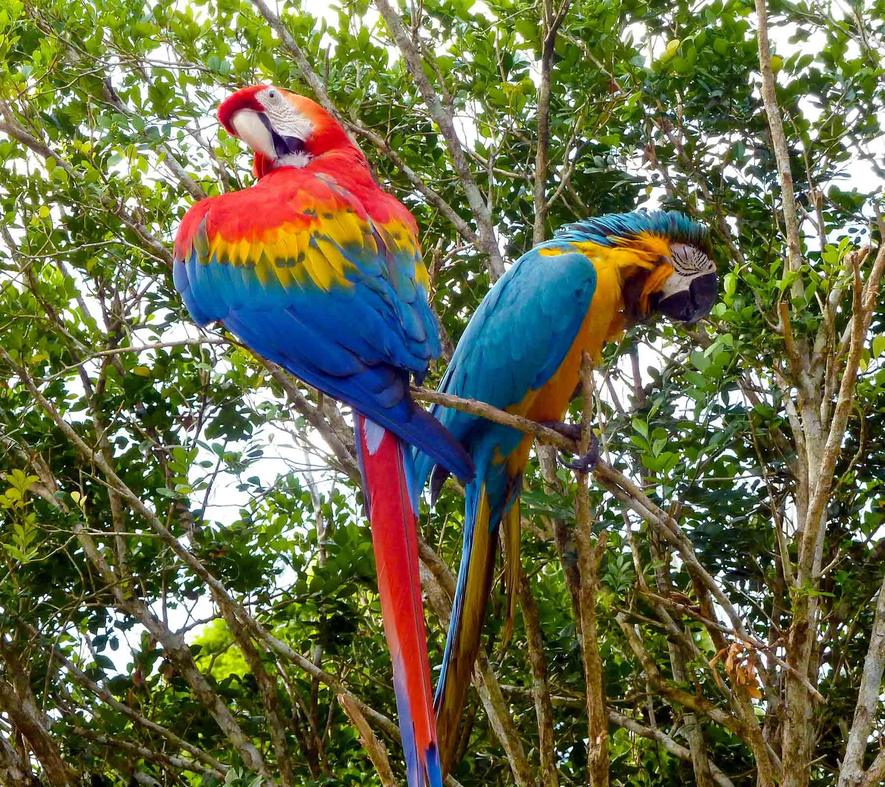 Amazon rainforest trail