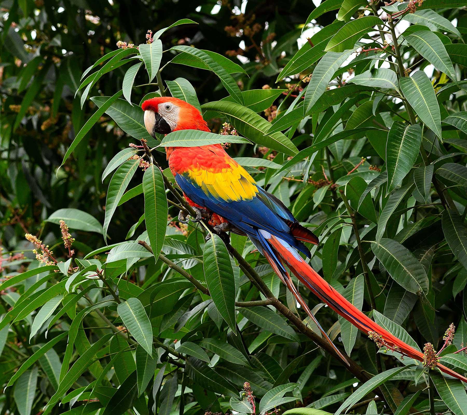Amazon Rainforest Trek