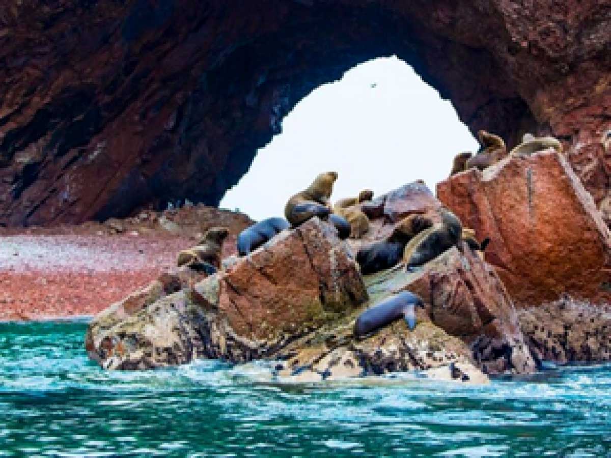 Ballestas Islands, discovering the marine fauna of Peru