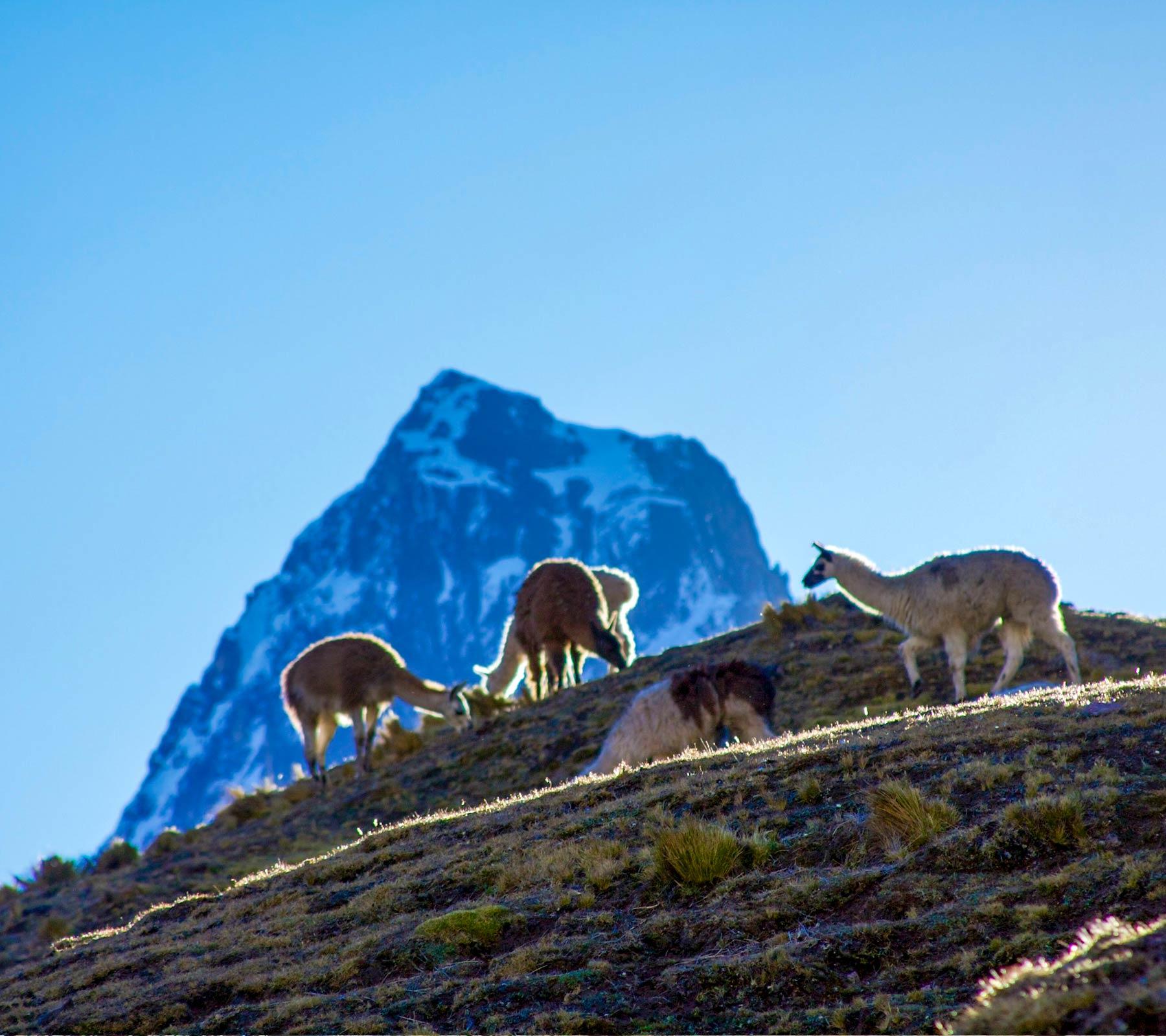 Best Lares Trek Company