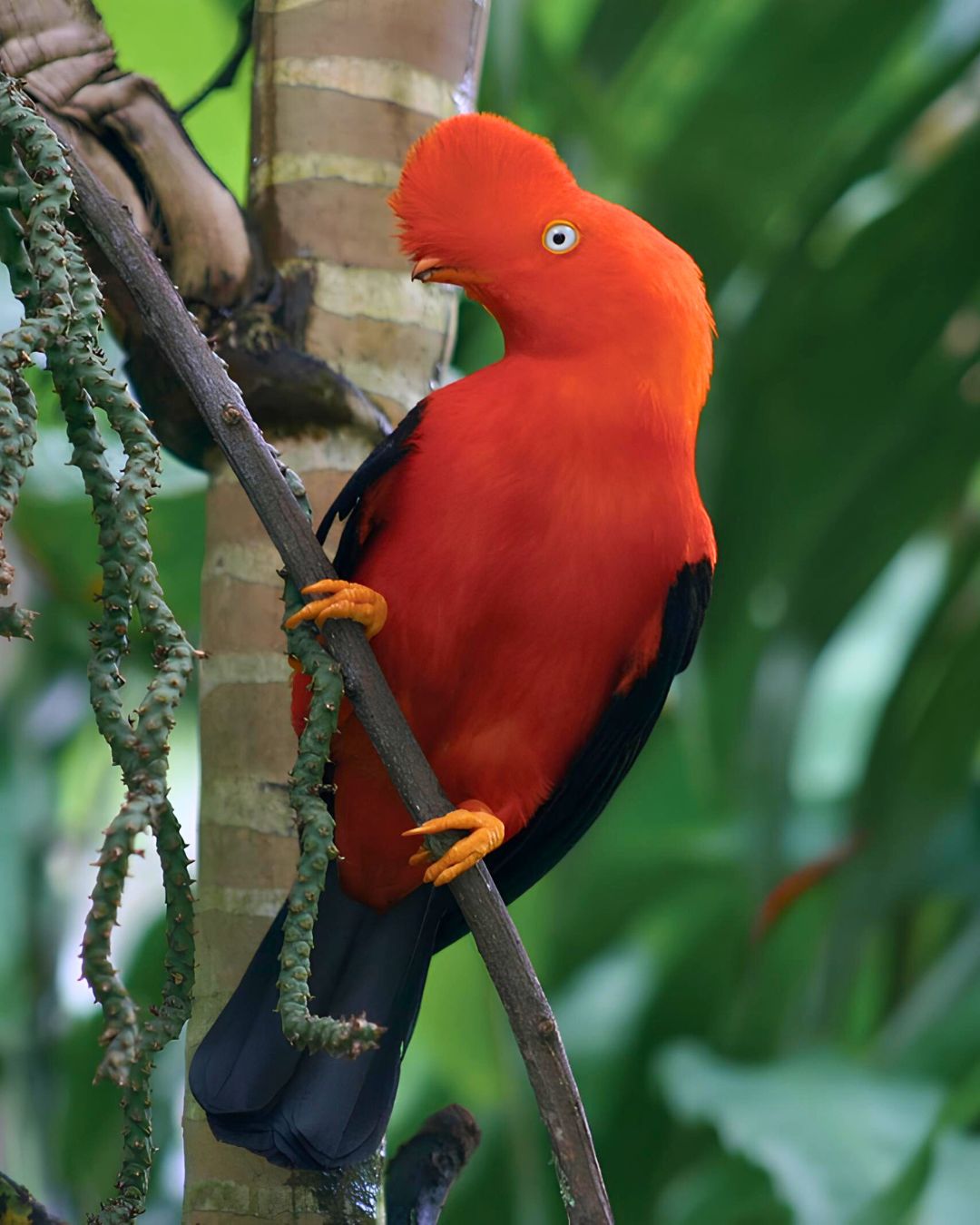 Bird of Peru