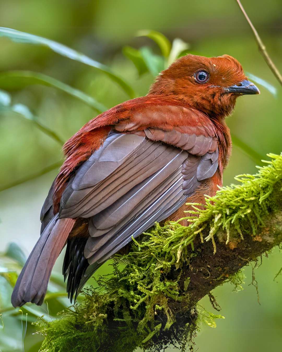Bird Peru