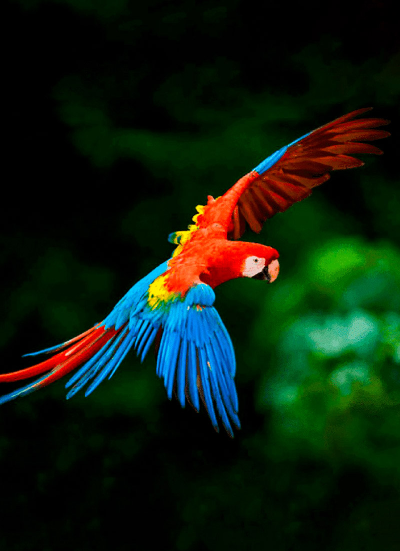 Birdwatching option in Perú