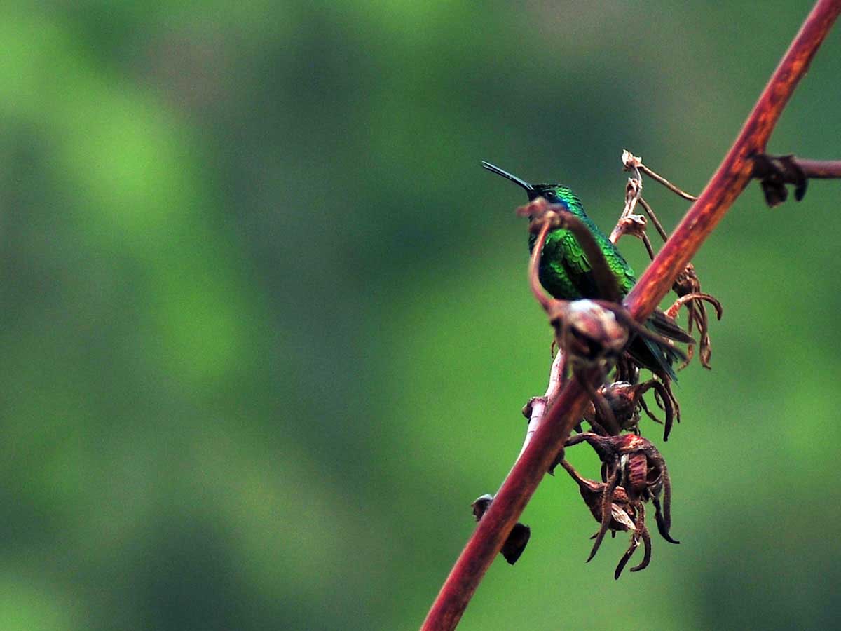 BIRDWATCHING Peru