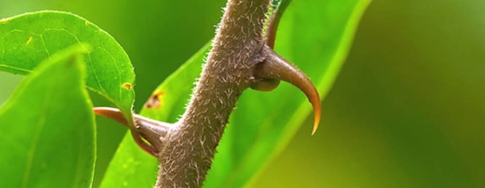Cats Claw Medicinal Plant