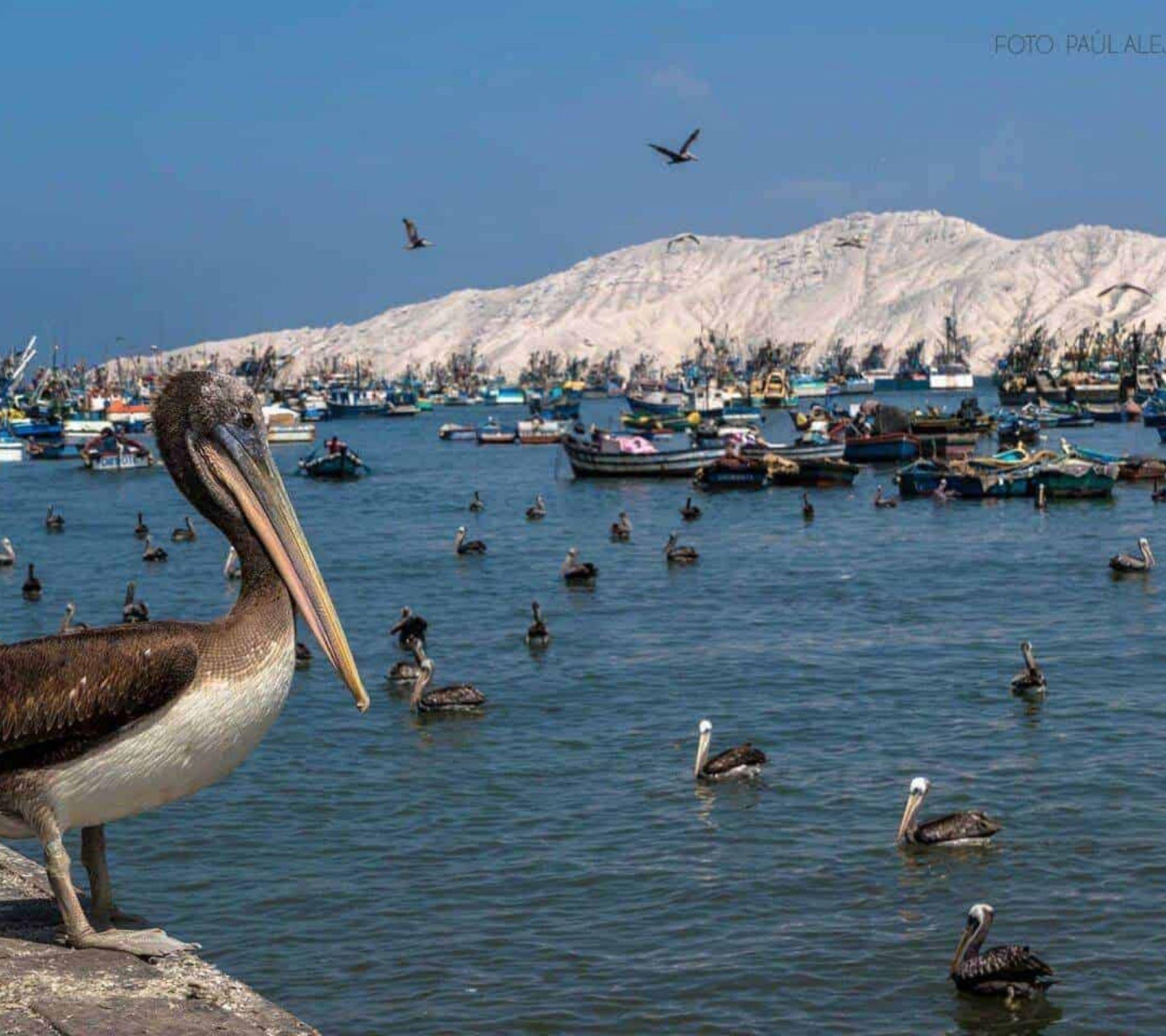 chimbote