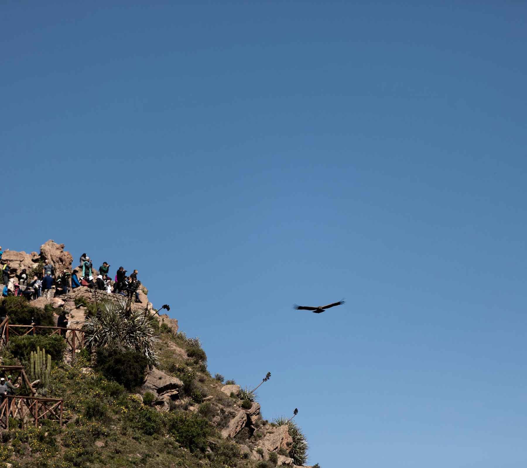 Colca Canyon Tours