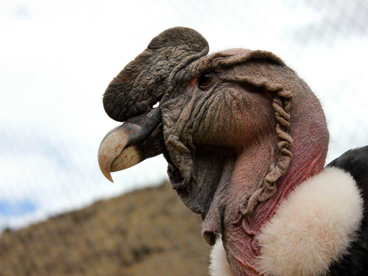 Condor Bird in Peru: The largest bird in the world