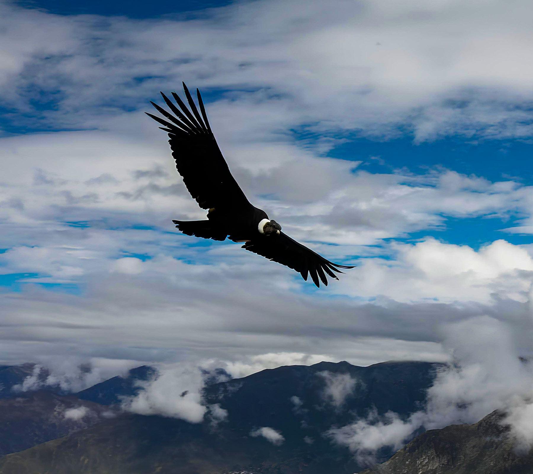 Condor Sightseeing Cusco