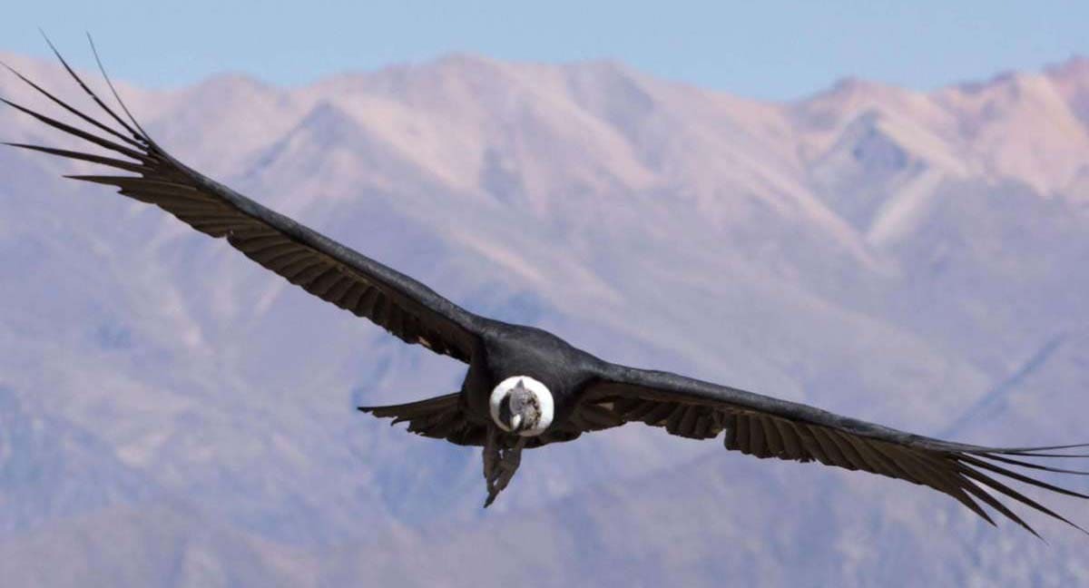 Condor from Colca canyon, Arequipa