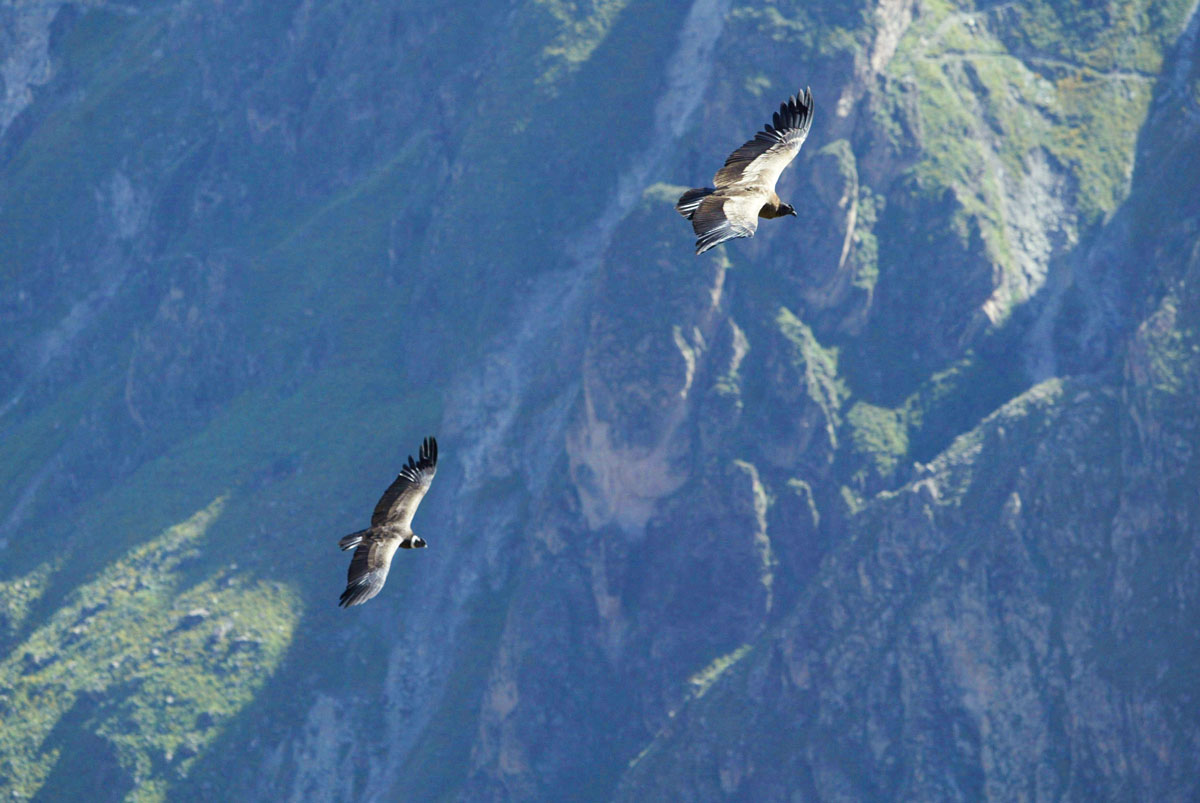 Condor Peru