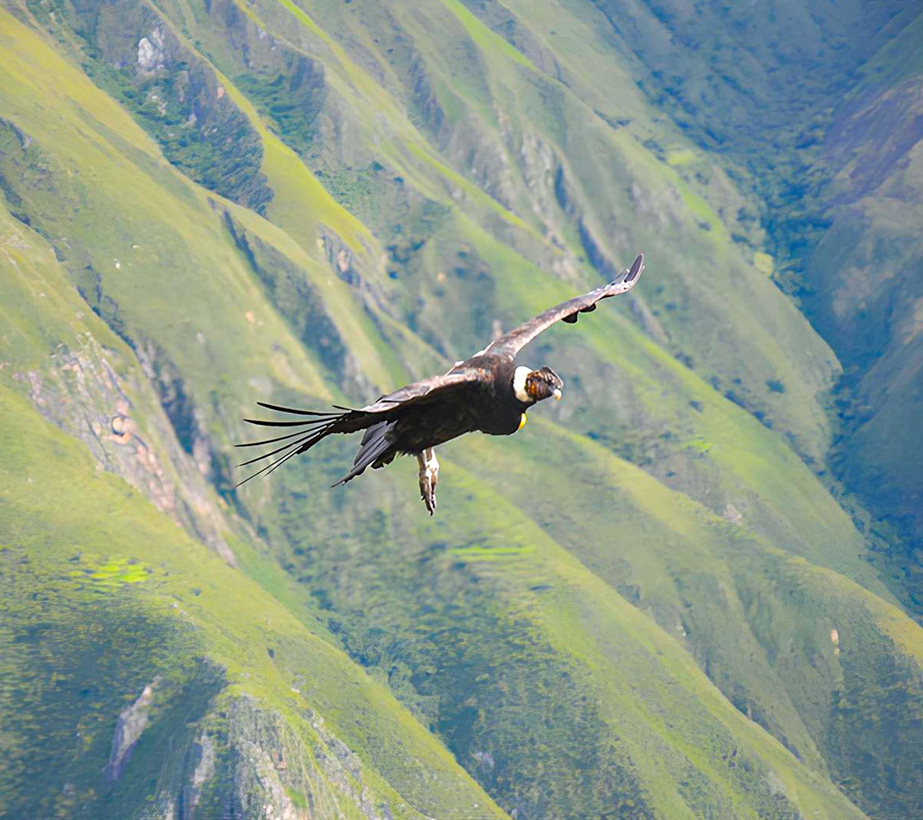 Cusco Flying Condor