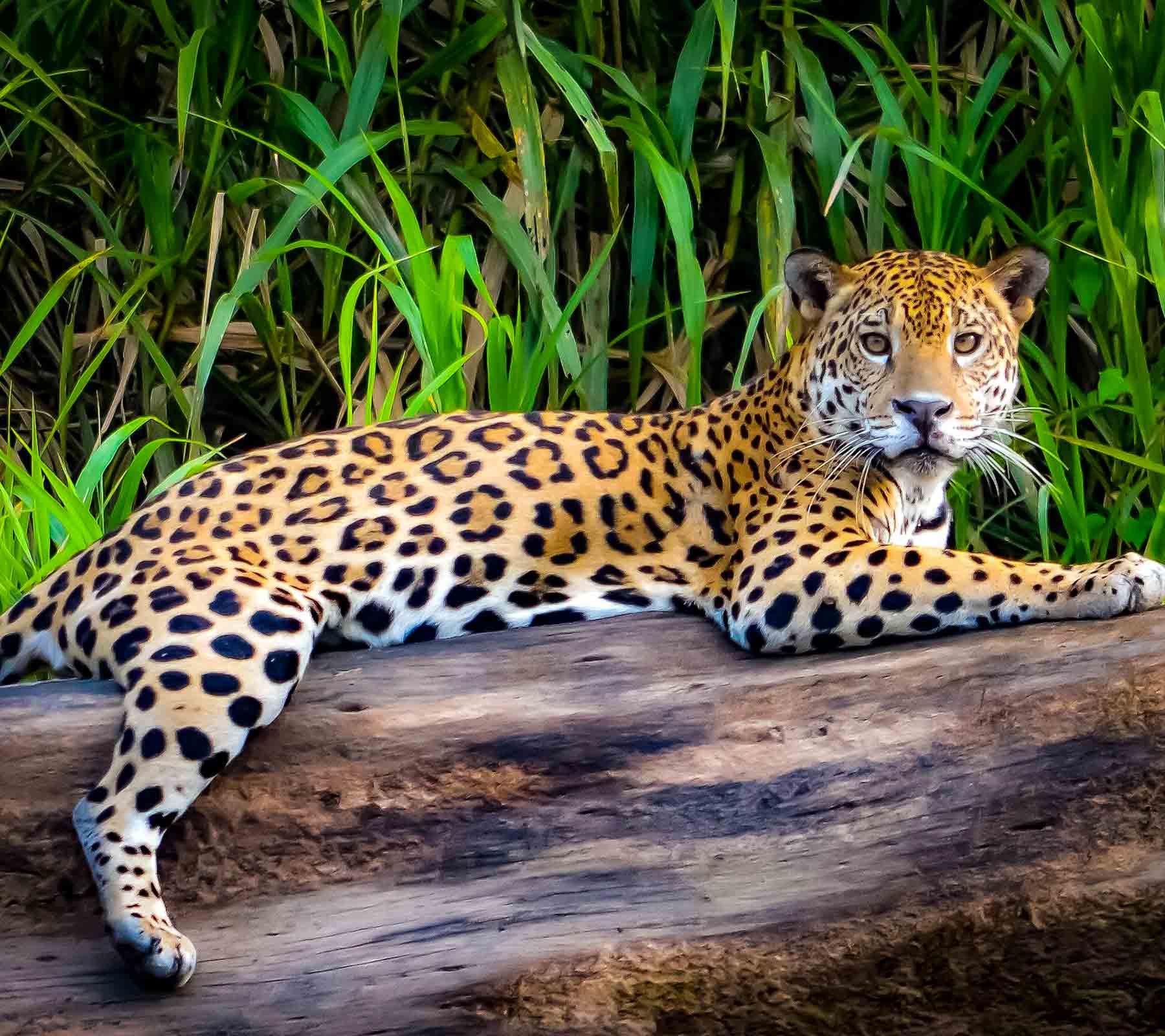 Cusco Manu National Park