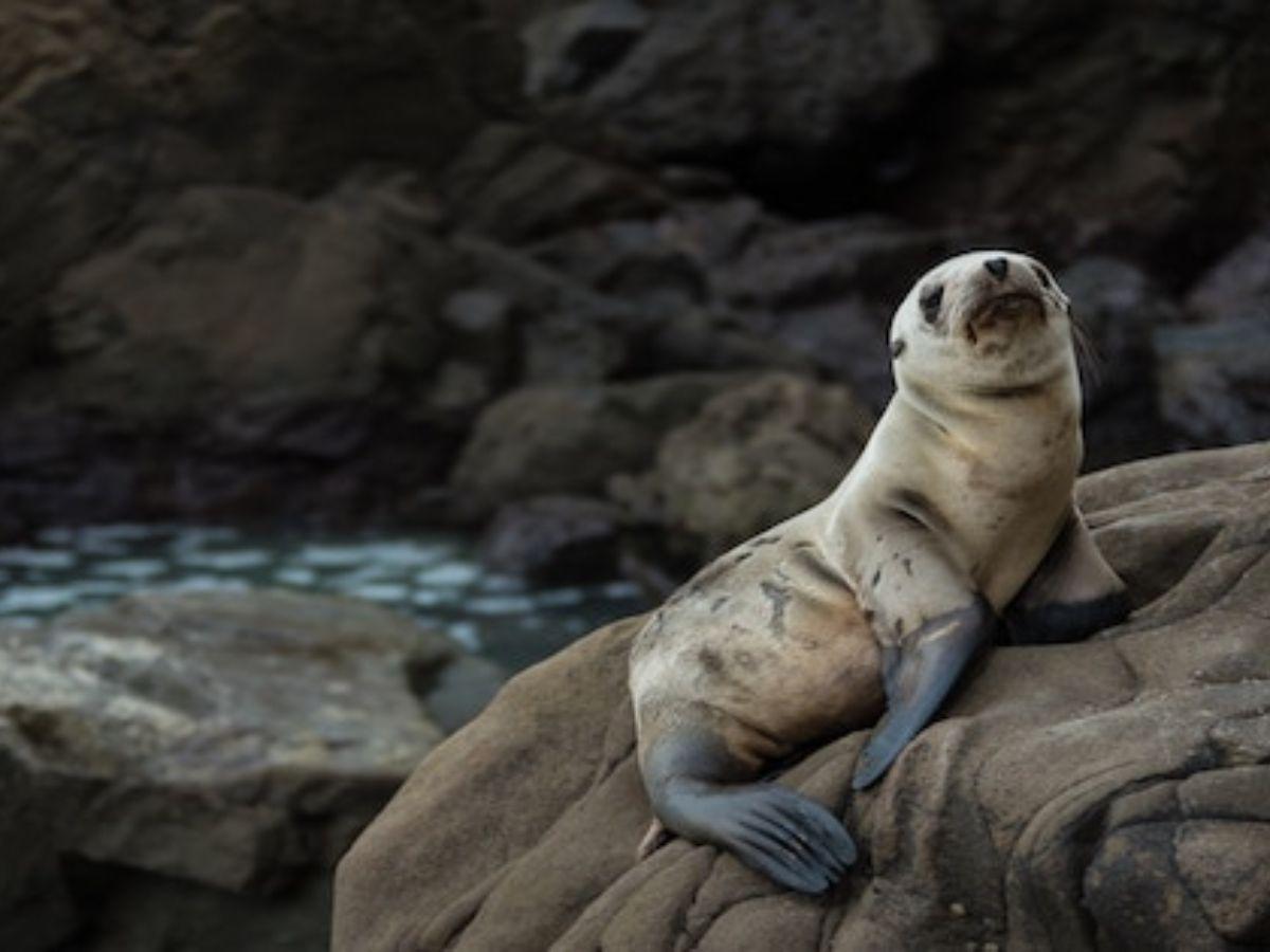 Do you want to know the Palomino Islands? Take these tips into account to enjoy your trip