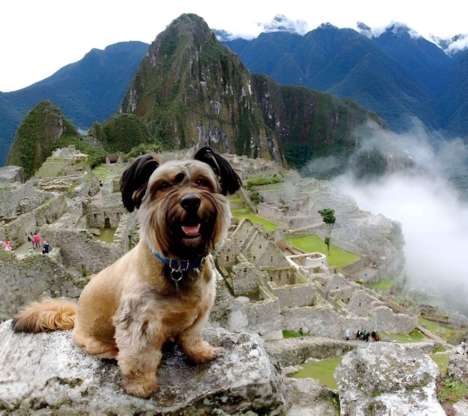 Guide to traveling to Peru with pets