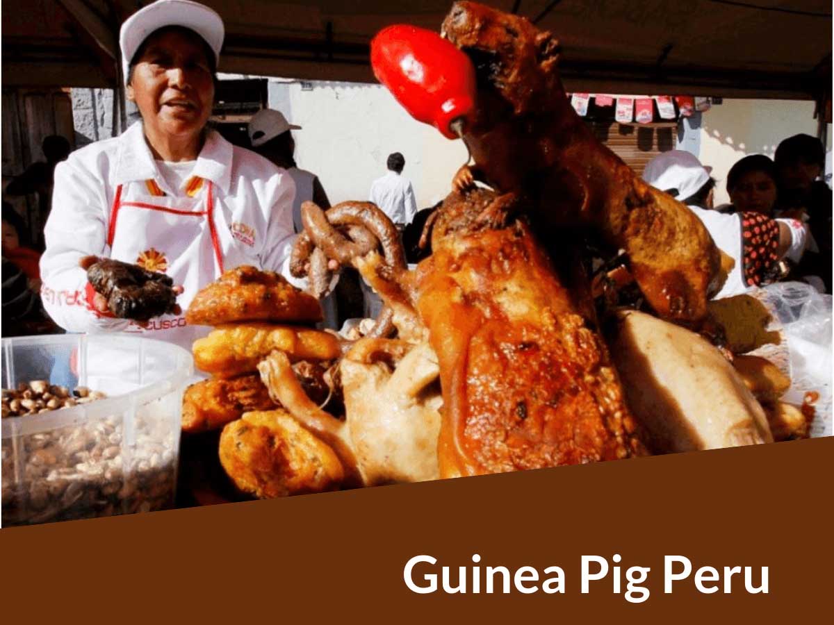 Guinea Pig Peru