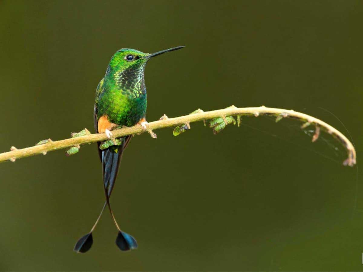Hummingbirds of Peru