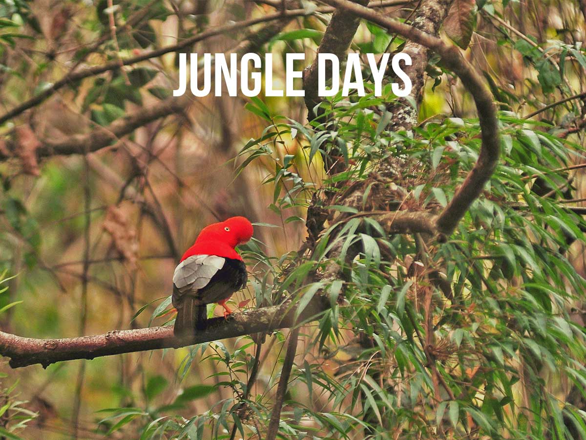 Jungle Days: Ultimate Guide to Amazon Visit