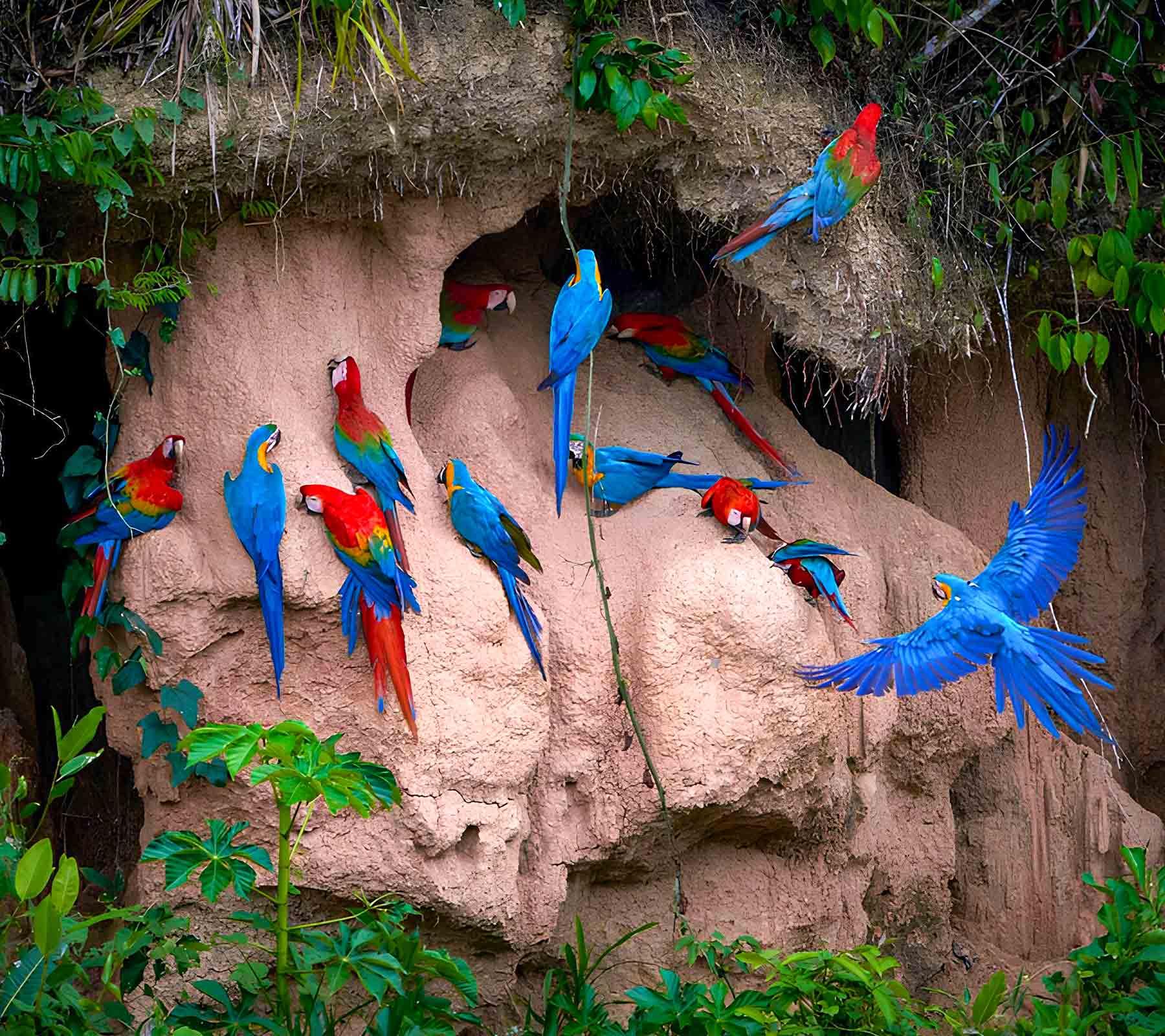 Jungle Travel
