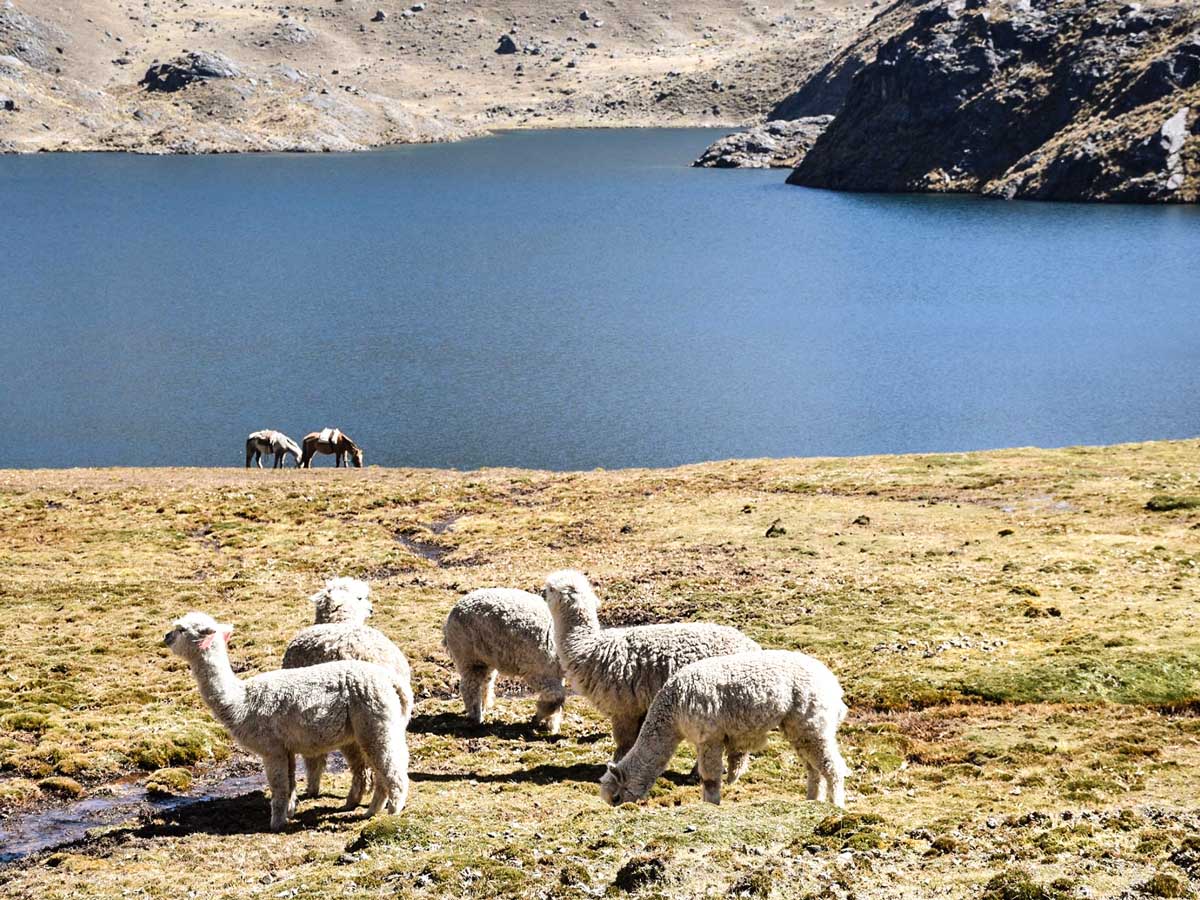 Llama Alpaca Tierras Vivas