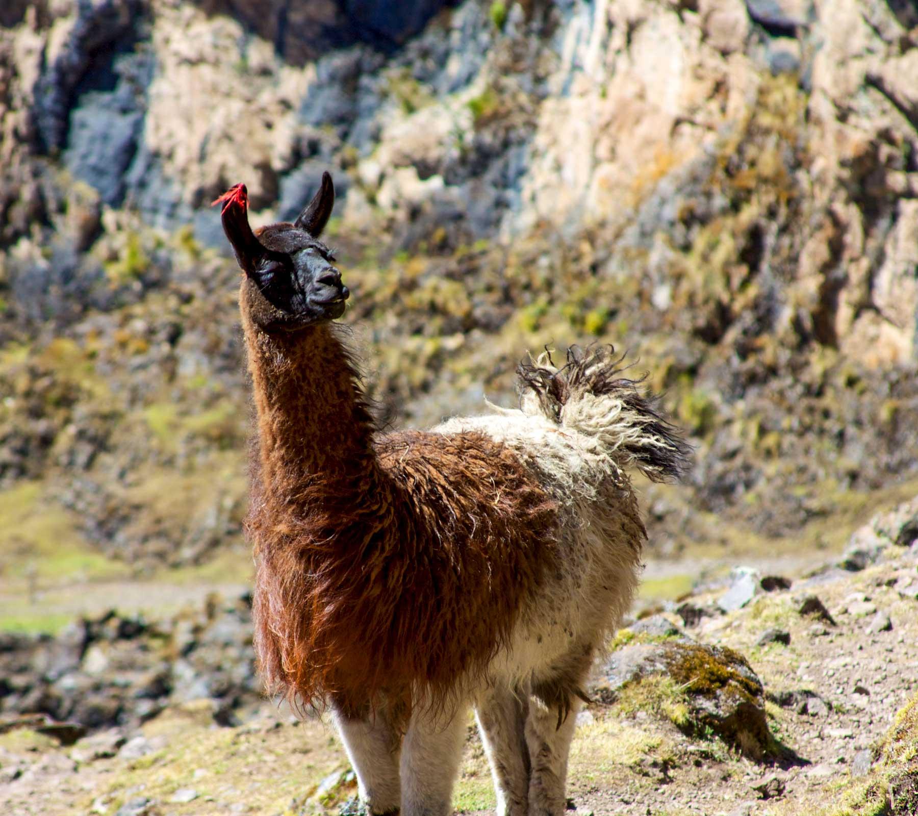 Machu picchu llama