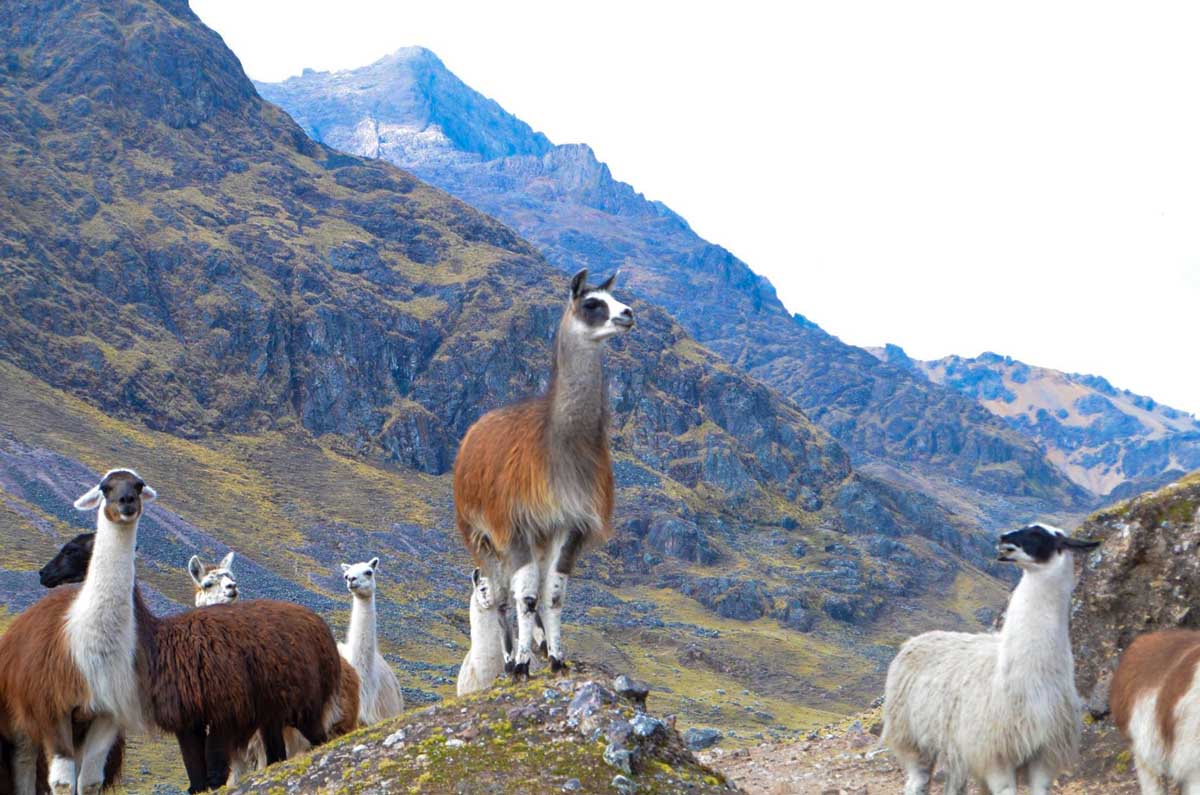 Machu Picchu Llama: The Inca Trail of the Sacred Llamas