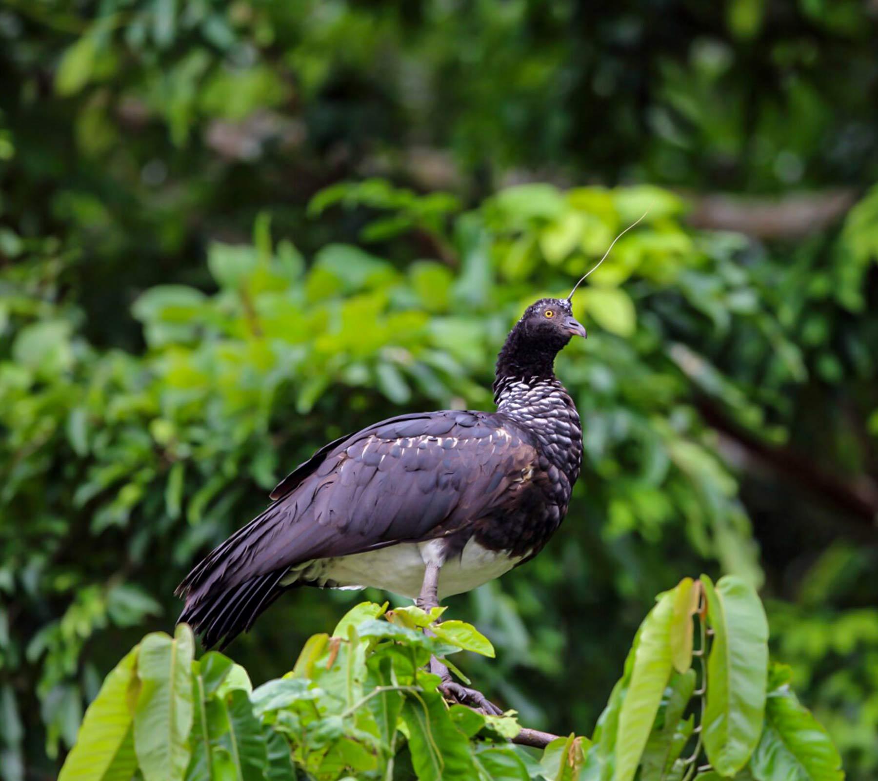 Manu Cloud Forest Lodge