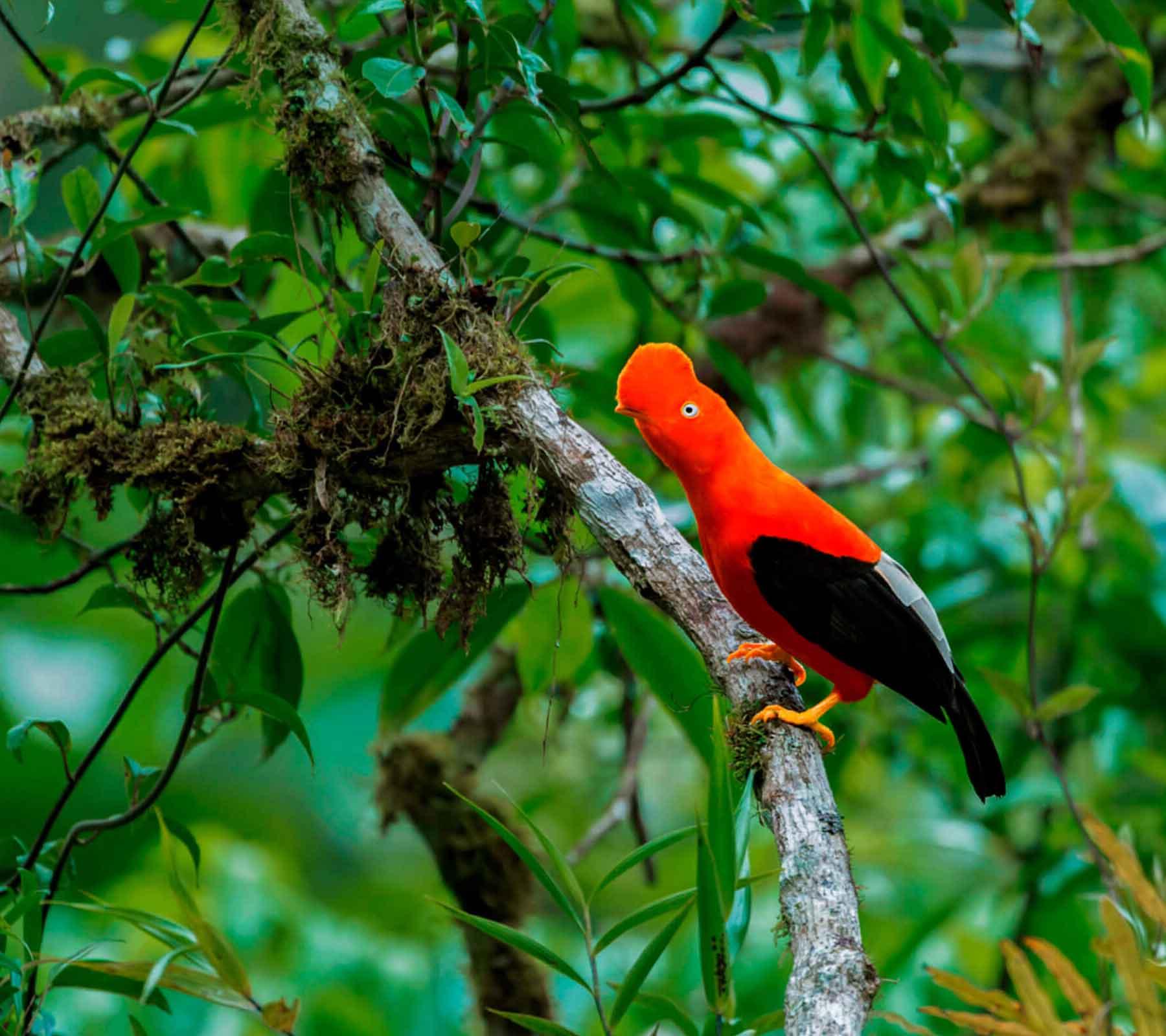 Manu Extreme Biodiversity
