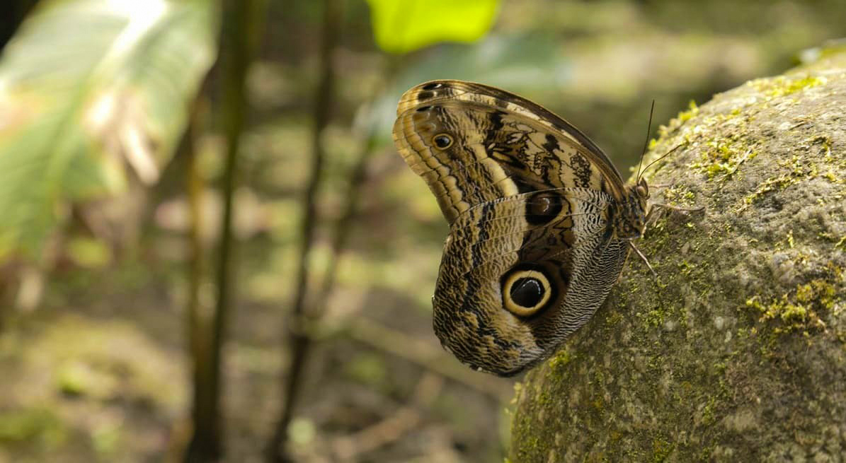 Mariposario Butterfly