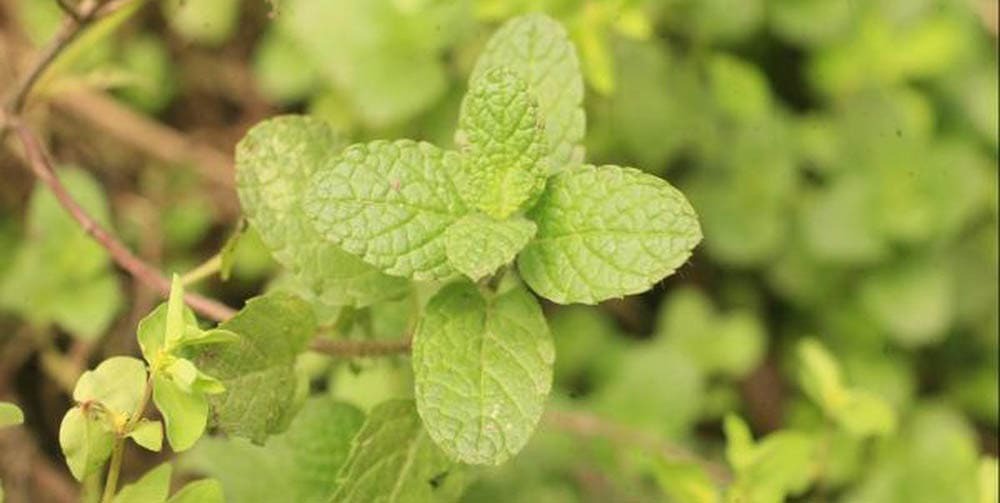 Medicinal Plants of Peru