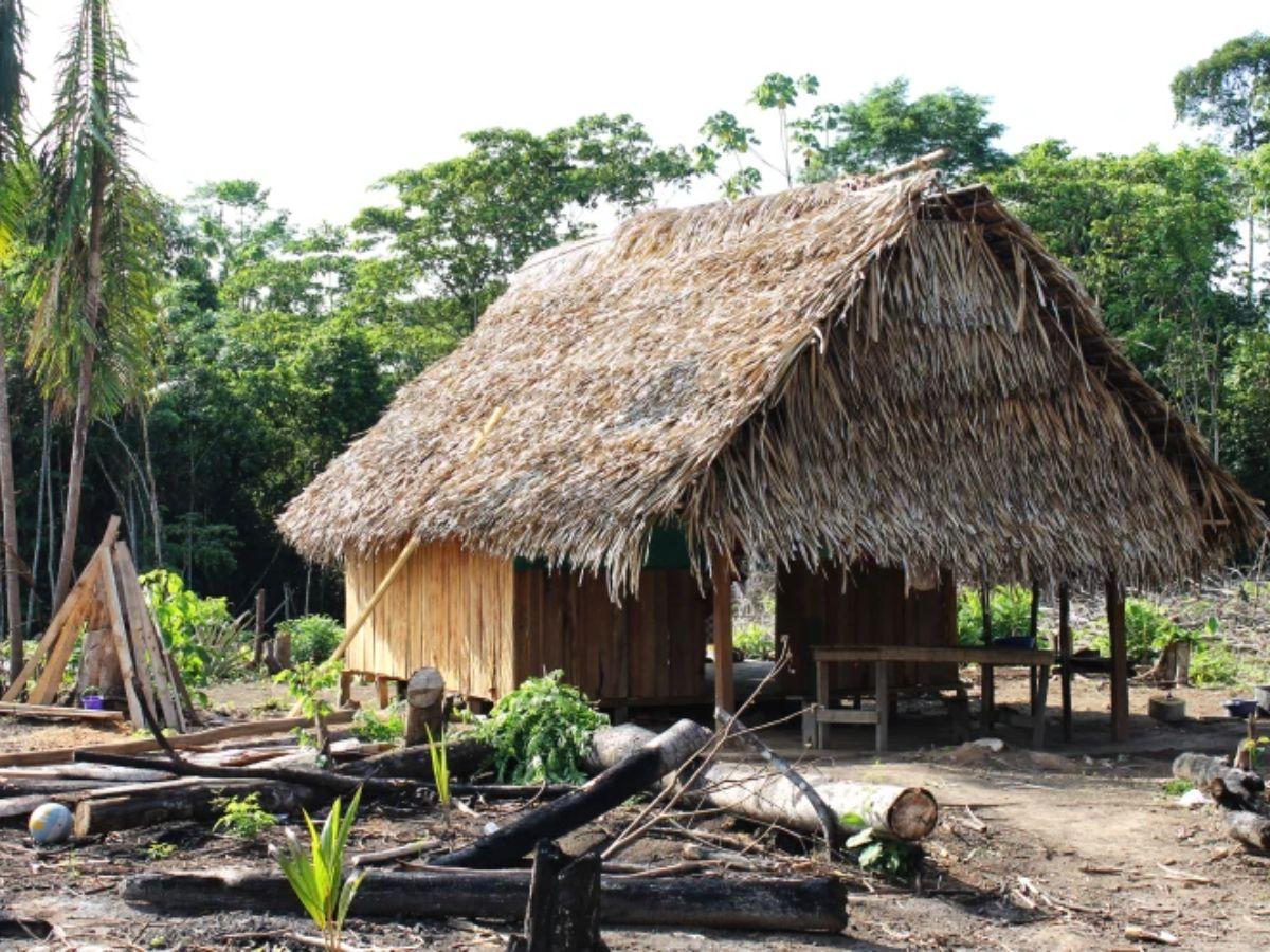 Mennonites in Peru: the hidden history of the delivery of forests in Masisea