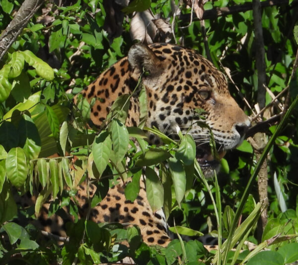 4 Unique Experiences You Can Have in the Peruvian Amazon