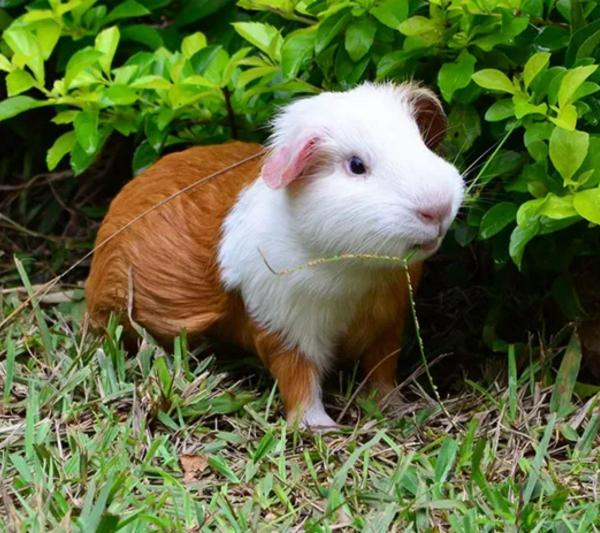 6 Facts You Didn't Know About the Peruvian Guinea Pig