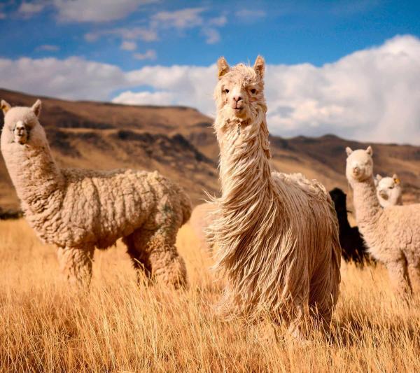 Alpaca World: Where the finest fibers in the world are born