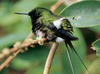 Amazon Rainforest Animals List Amazon Rainforest Animals List