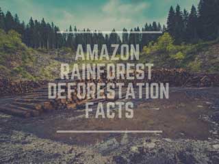 Amazon Rainforest Deforestation Facts