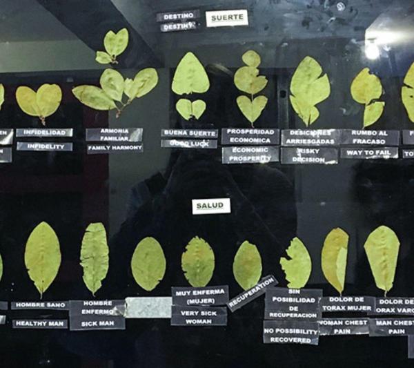 Coca Museum Cusco: A Tour of the Andean Tradition of Peru