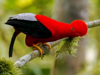 Cock of the Rocks, National Bird of Peru