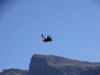 Condor Canyon Cusco Day Tour