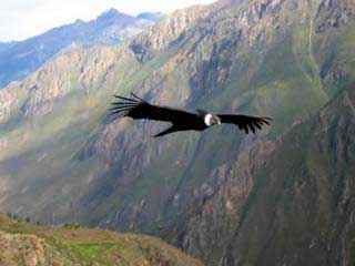 Condor Sight to Salkantay Trek 5 Days