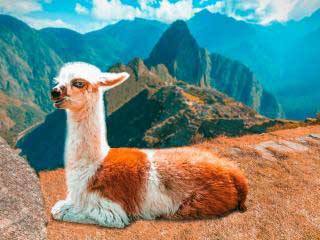 Day 02: Machu Picchu