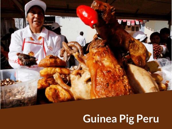 Guinea Pig Peru