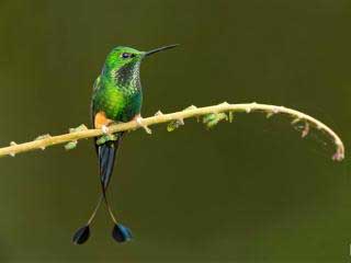 hummingbirds-of-peru
